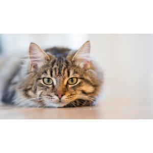 Уход за кошкой после стерилизации Уход за кошкой после стерилизации