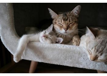Сколько живут коты?
