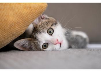 Чем кормить котенка? 