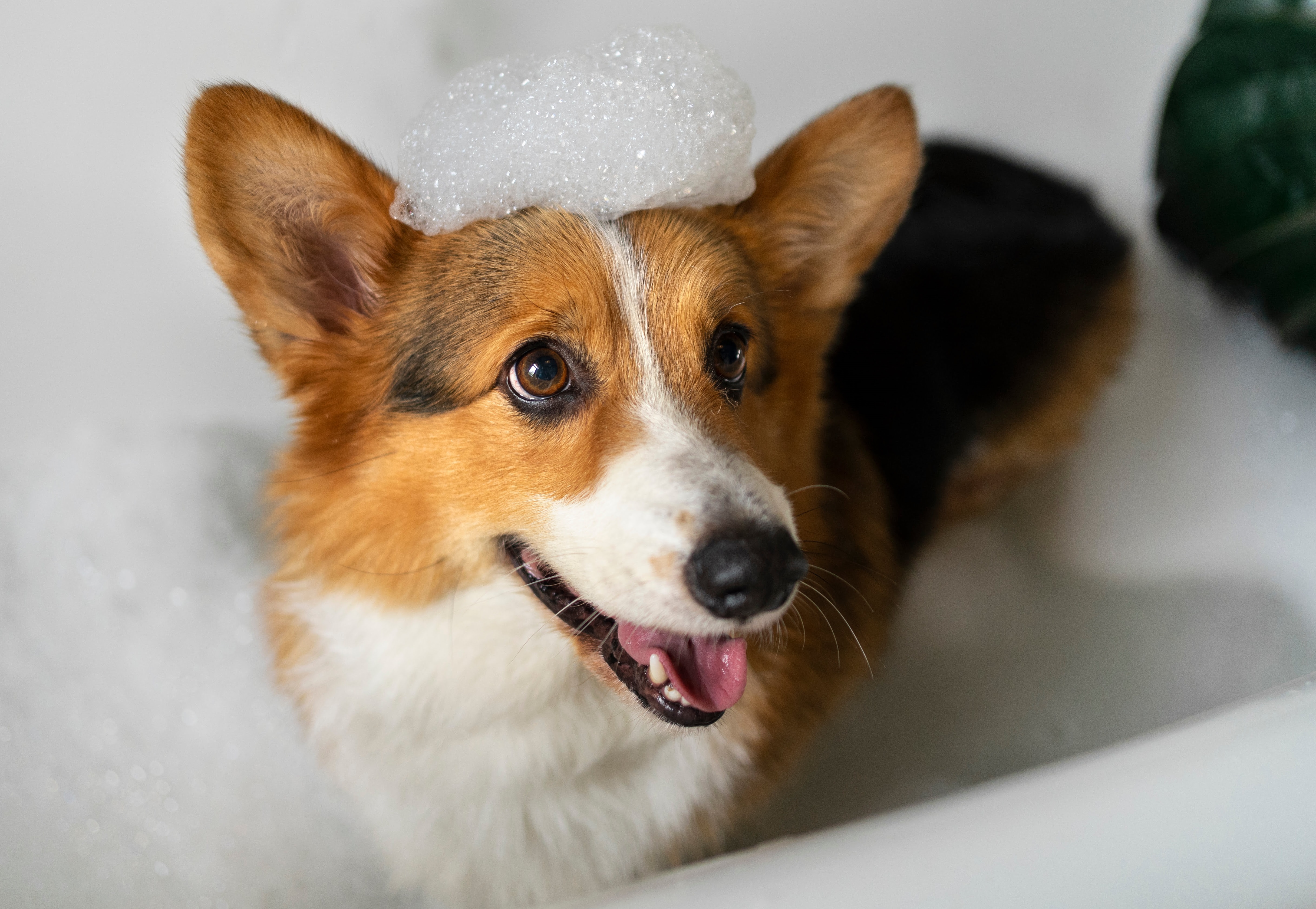 собака в пене